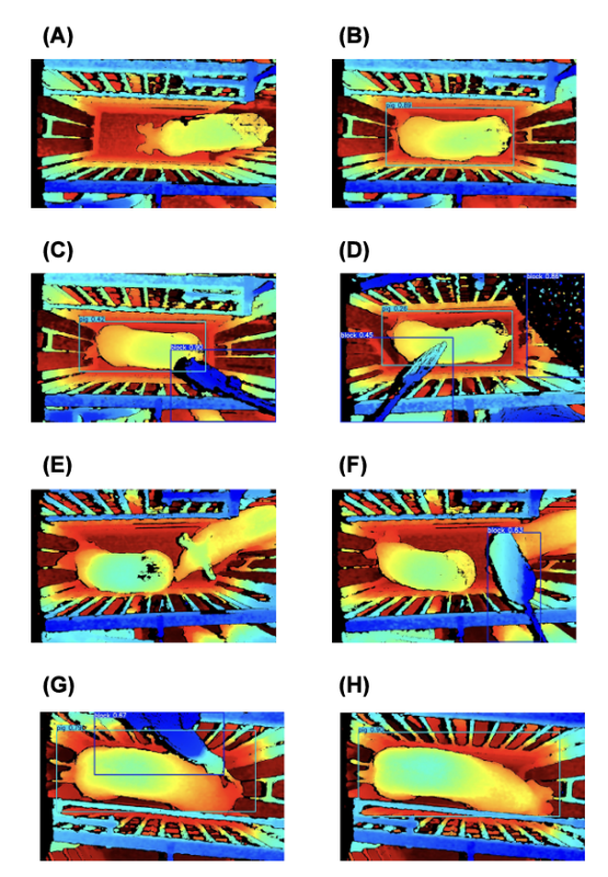 Fig. 2. YOLOv8 detection examples. (A) No detection: the pig is not in the centre of the image. (B) Pig detection rate of 0.89: acceptable image because the pig is in the centre of the image. (C) Pig and block detection: both the pig and the block are in the image. (D) Pig and block detection: both the pig and the block are in the image, but the pig is not in the centre of the image. (E) No detection: multiple pigs in the image. (F) Block detection rate of 0.63: Only block is detected. (G) Pig and block detection: the camera is positioned in the opposite direction. (H) Pig detection rate of 0.90: acceptable image because the pig is in the centre of the image but the camera is positioned in the opposite direction.