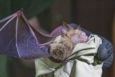A team of Virginia Tech students and faculty members travelled to Brunei to study the flight patterns of bats living in the country’s jungles.